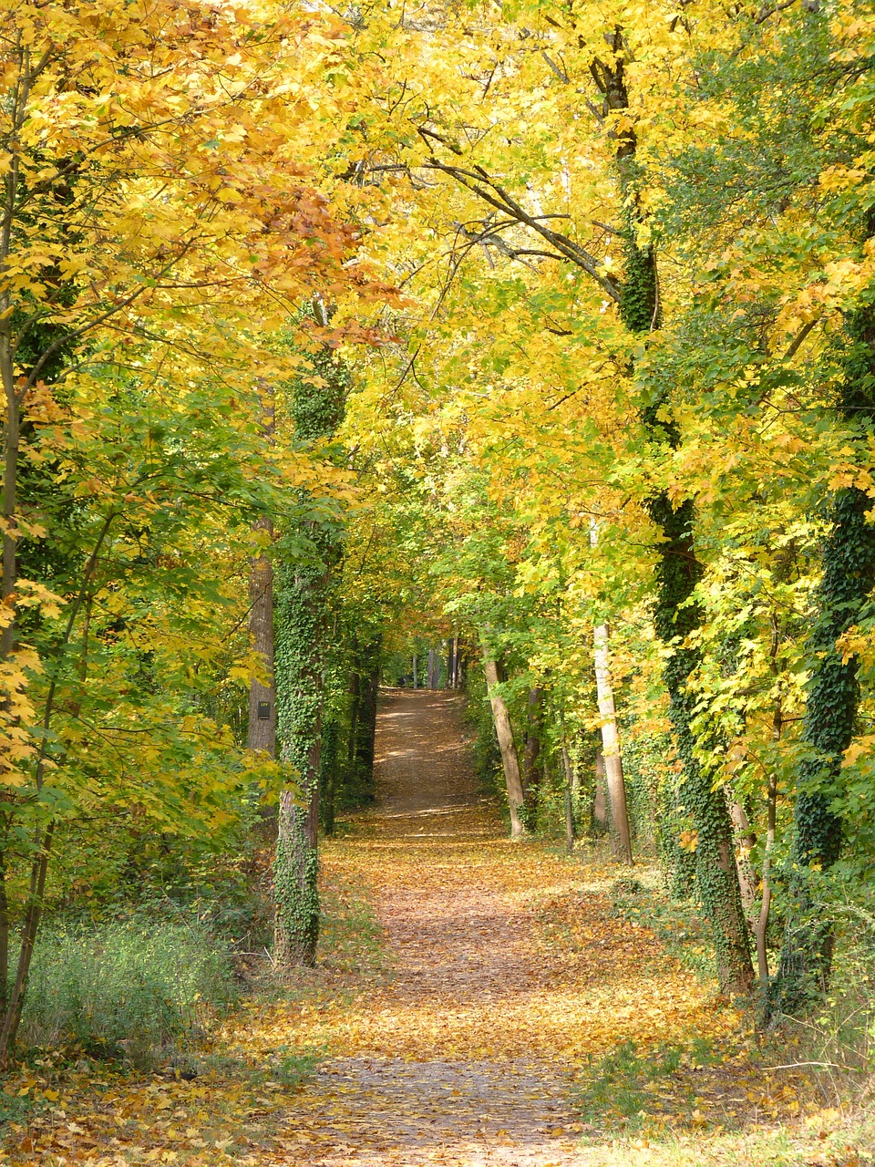 away autumn trees free photo