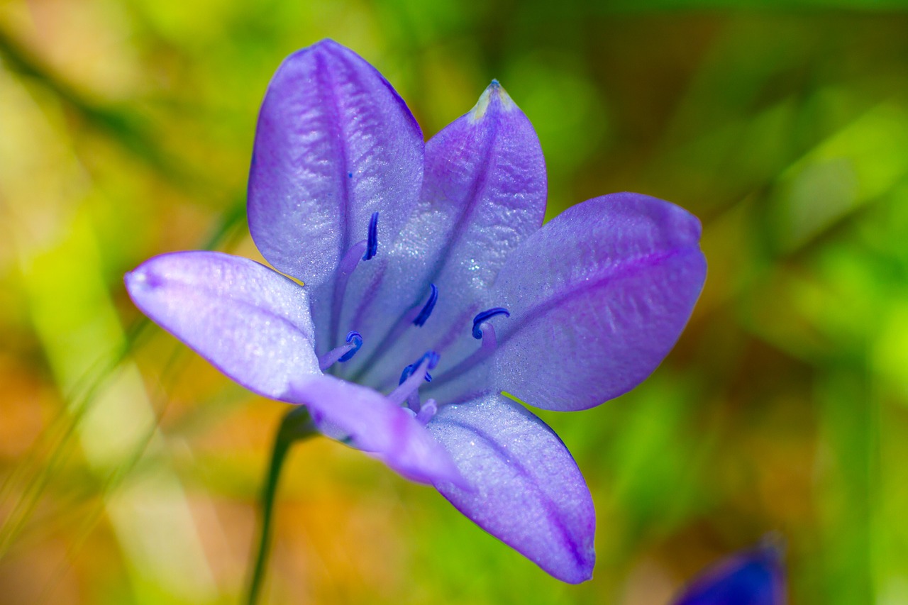 awonder wildflower flower free photo