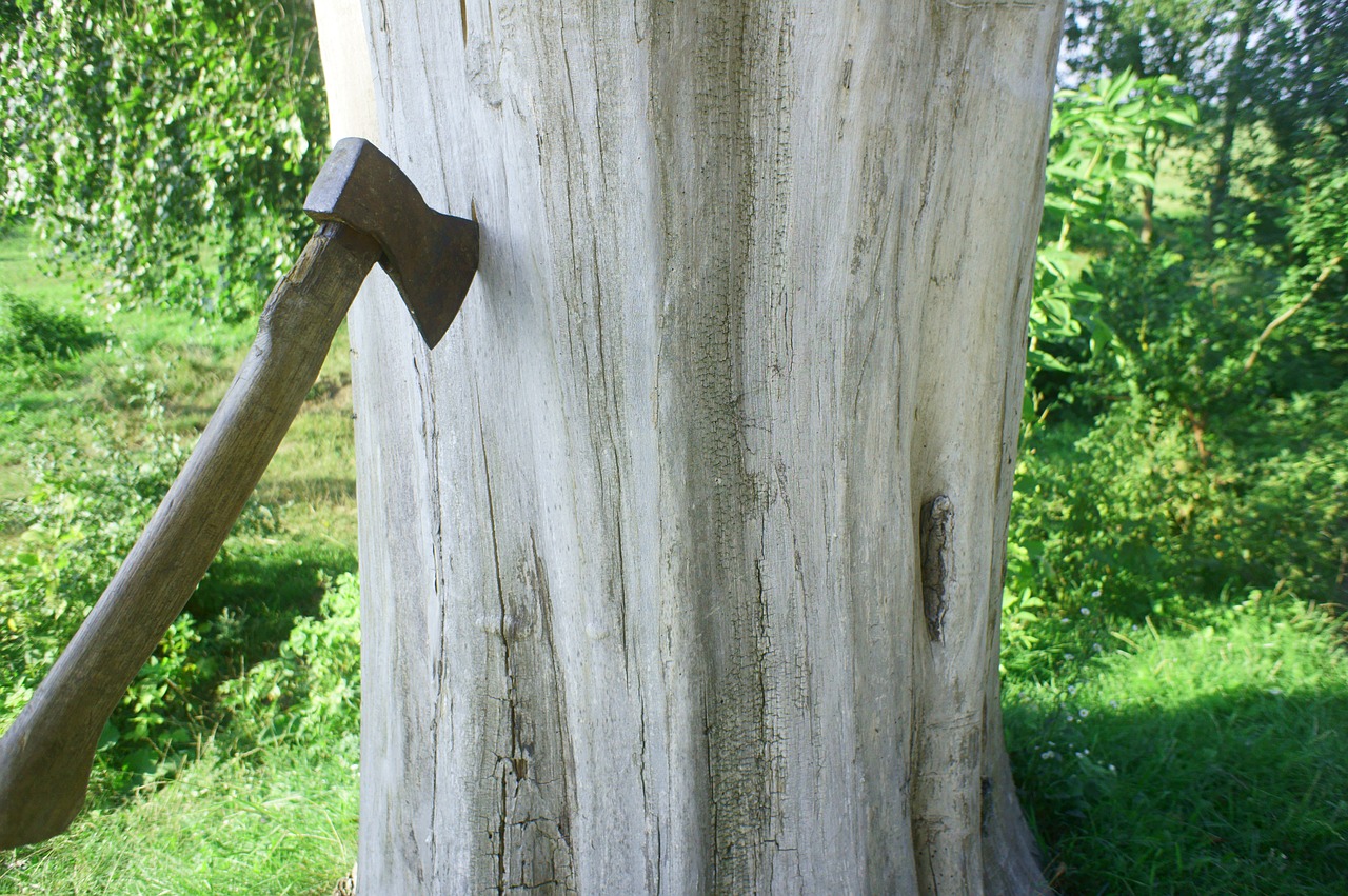 axe tree dry wood free photo