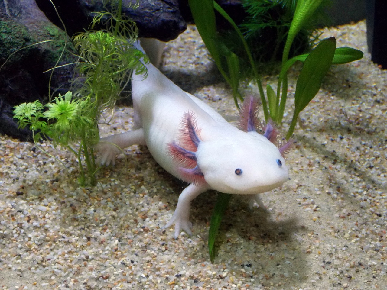 axolotl leucistique male free photo