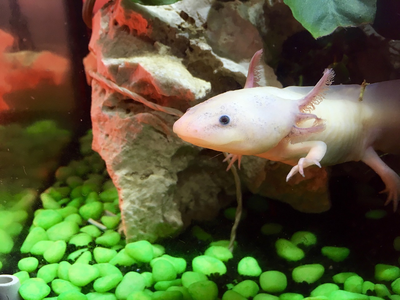 axolotl cute weird free photo