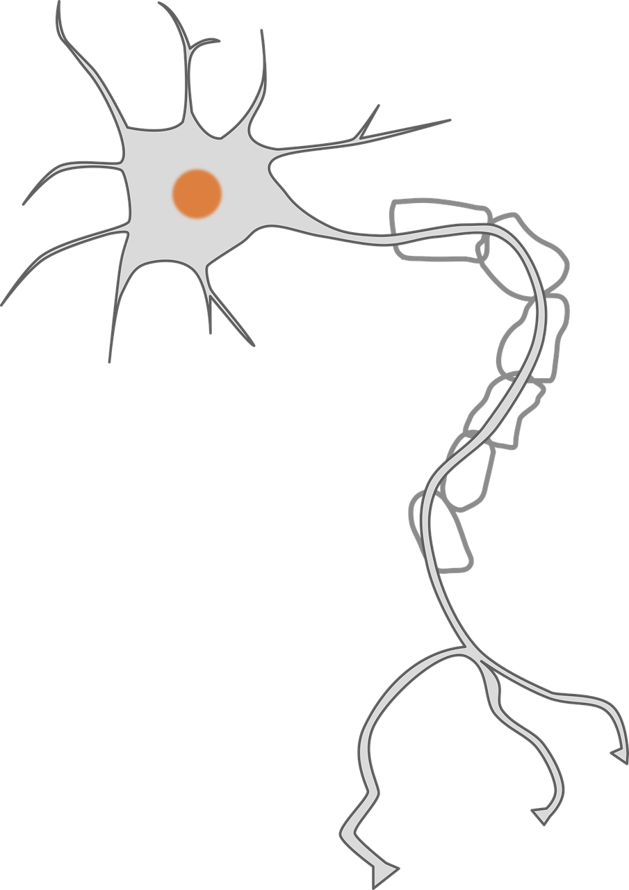 axon brain cell free photo