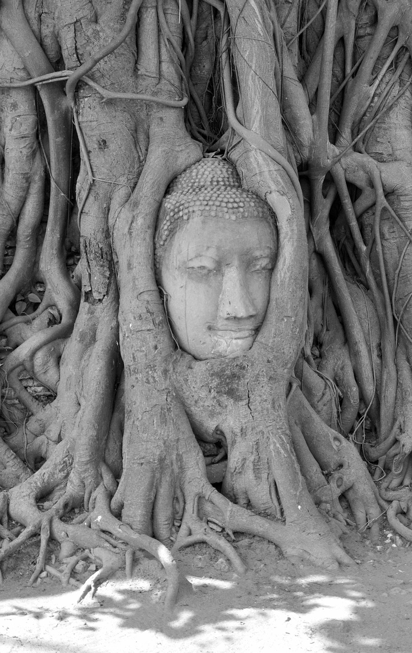 ayutthaya buddha buddhism free photo