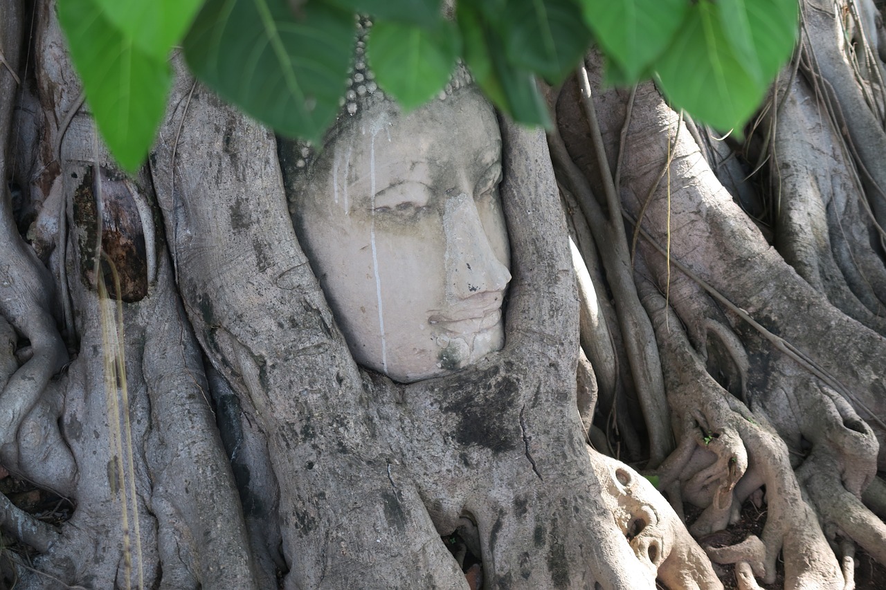 ayutthaya thailand buddha free photo