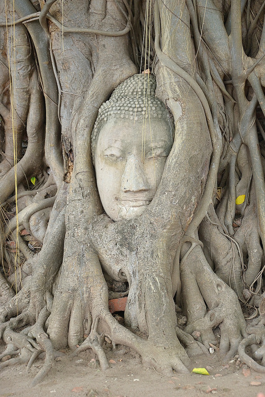 ayutthaya buddha wat mahathat free photo