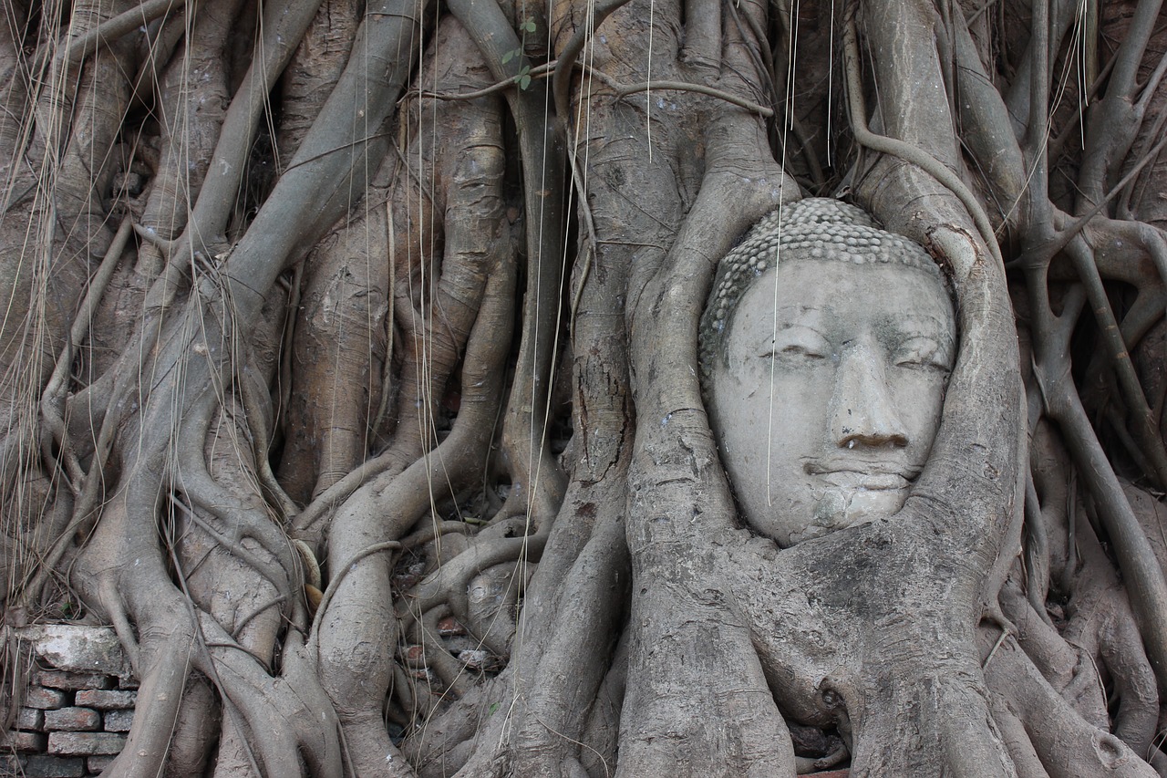 ayutthaya buddha roots free photo