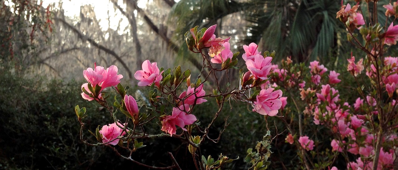 azaeleas flowers pink free photo