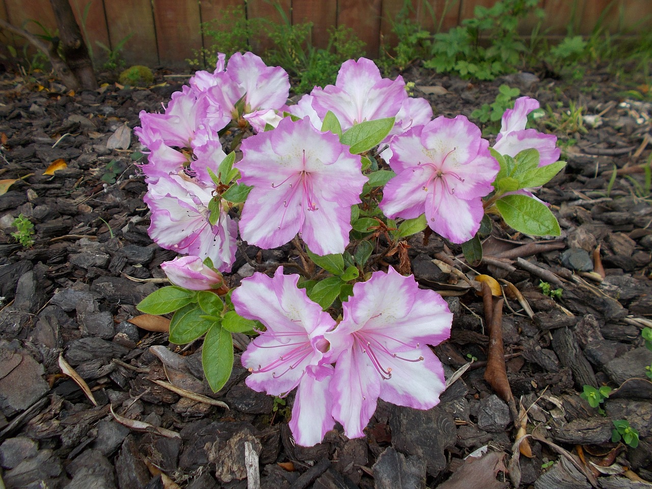 azalea spring flowers free photo