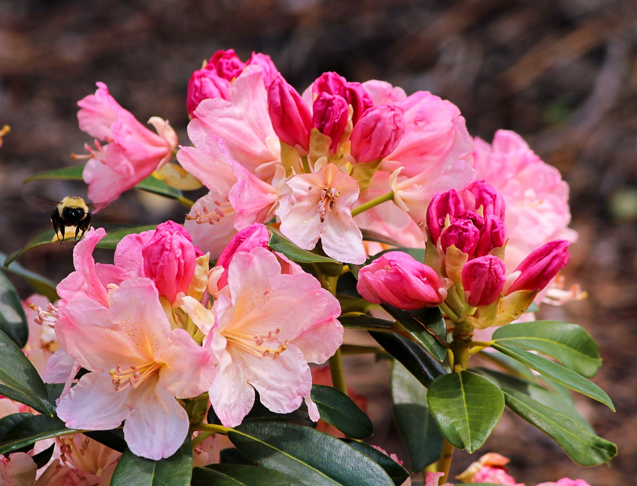 azalea pink blossoms free photo