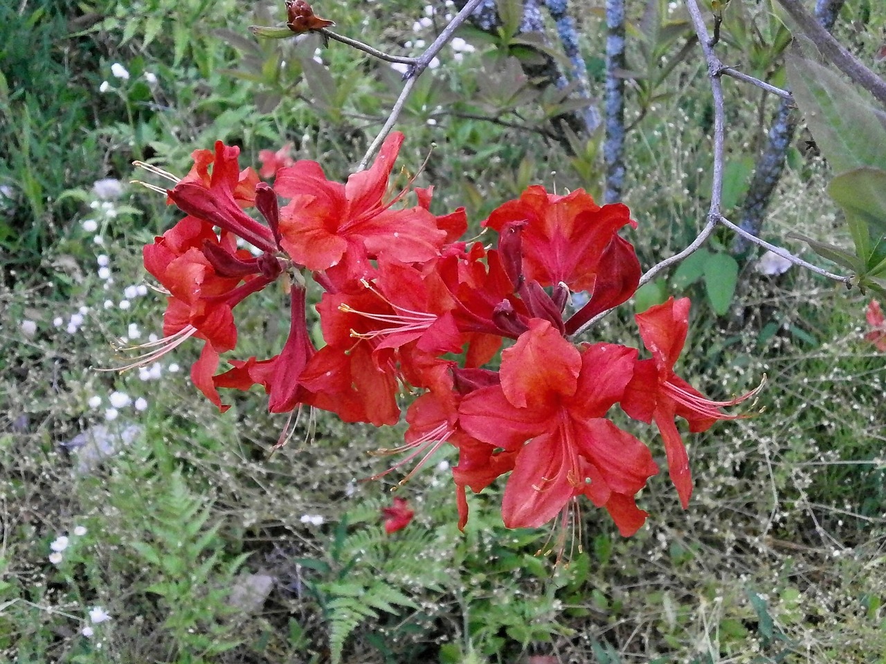 azalea rosebay in the early summer free photo