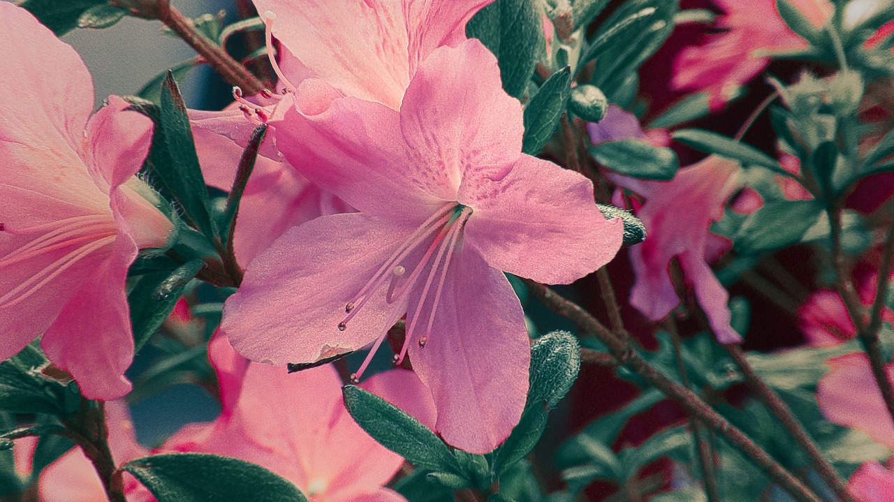 azalea flower pink free photo