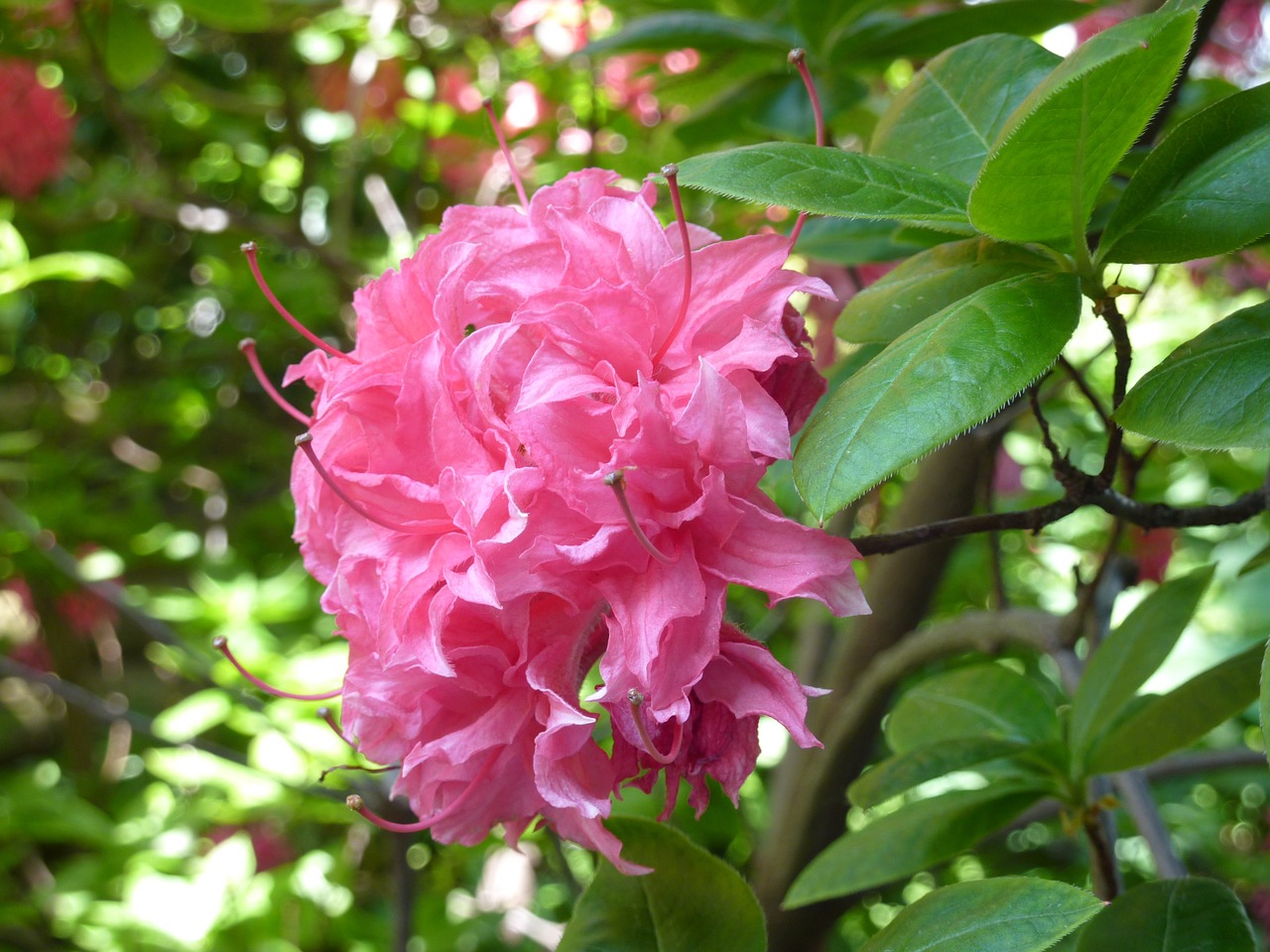 azalea blossom bloom free photo