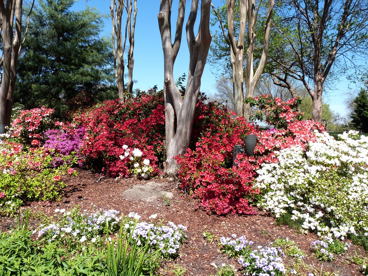 azalea dallas arboretum bloom free photo