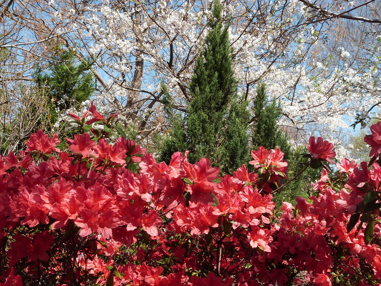 azalea red bloom free photo