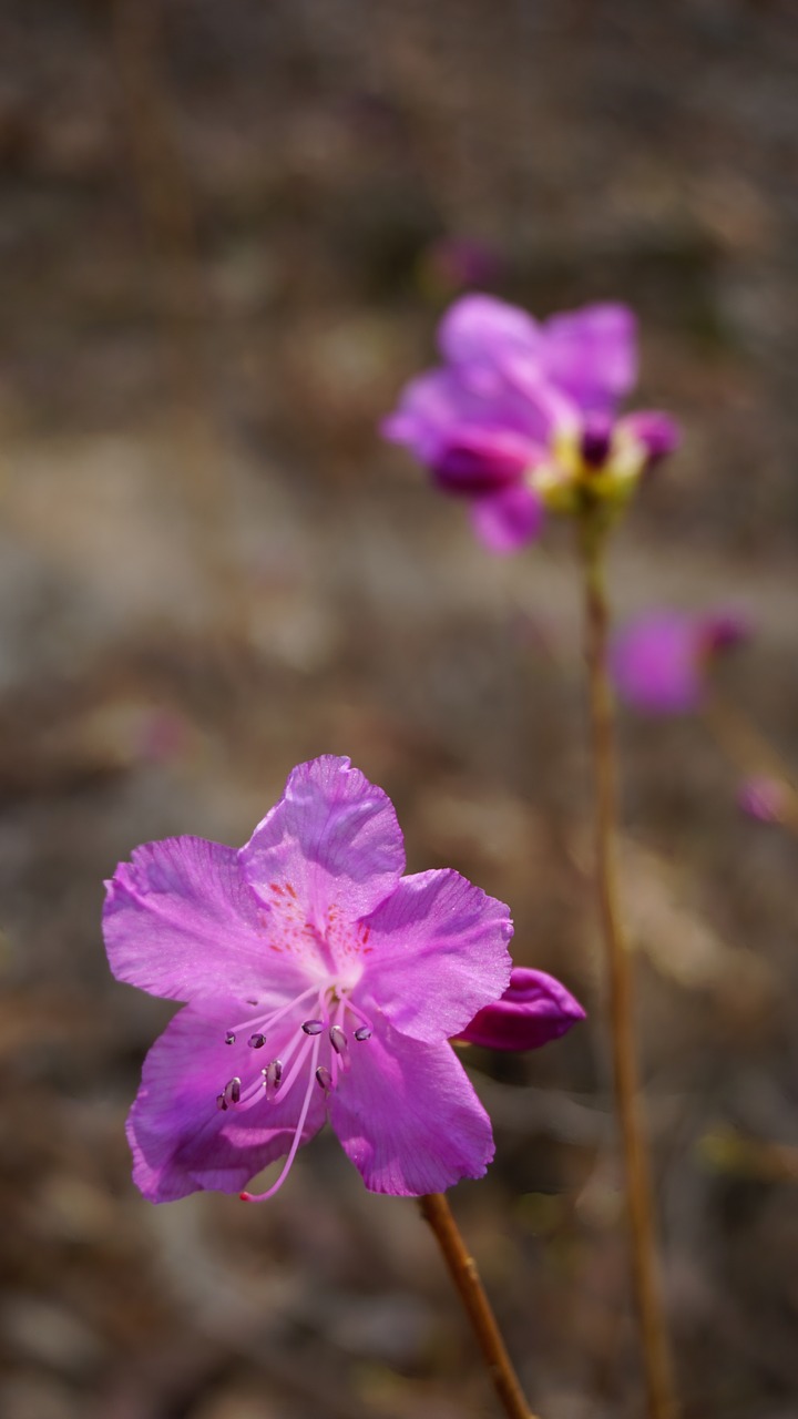 azalea spring pink flower free photo