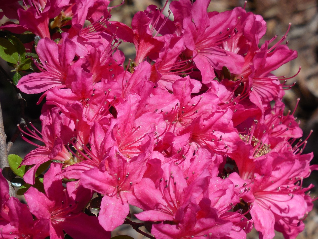 azalea blooms spring free photo