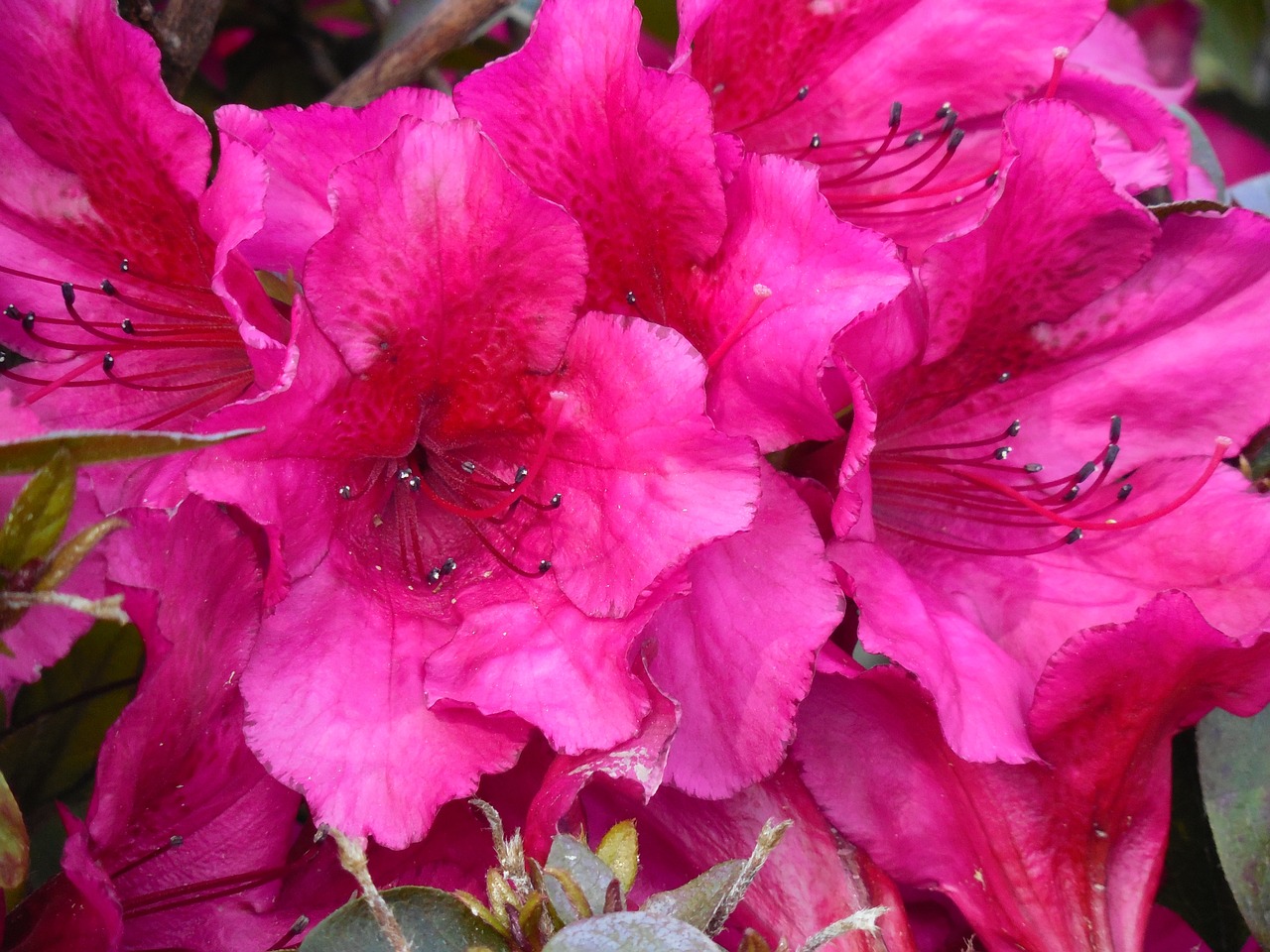 azalea blooms spring free photo