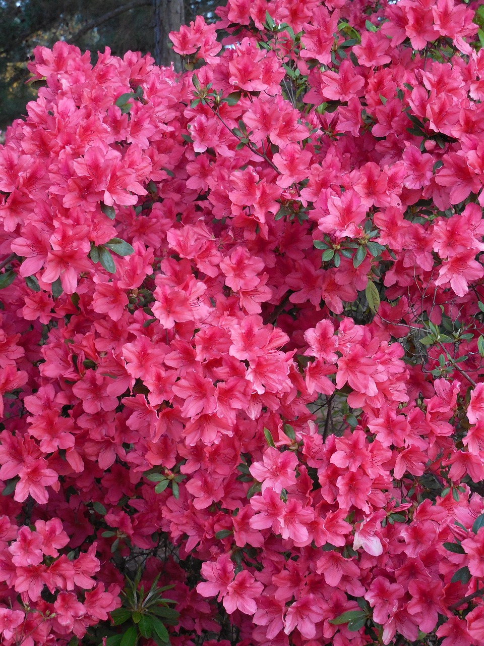 azalea blooms spring free photo