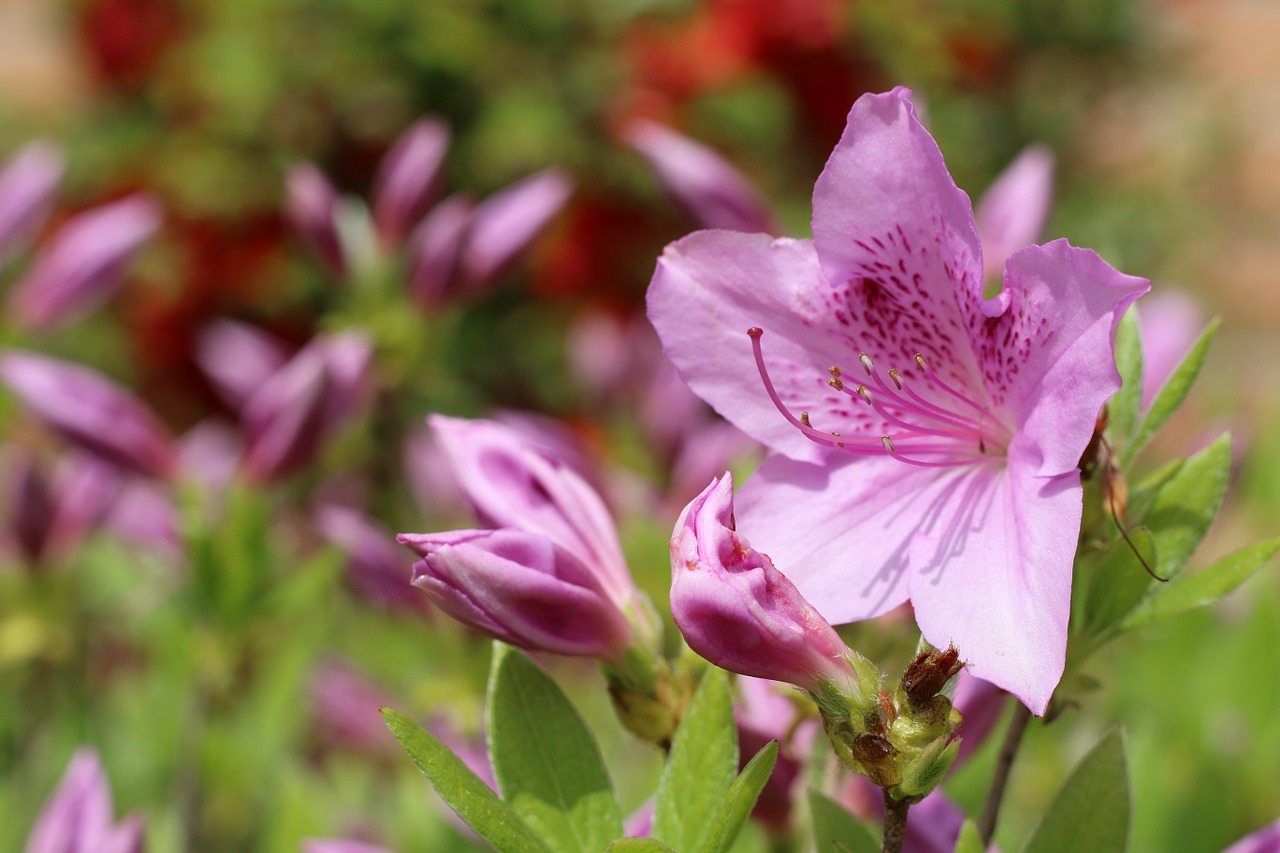 azalea azalea flowers spring free photo