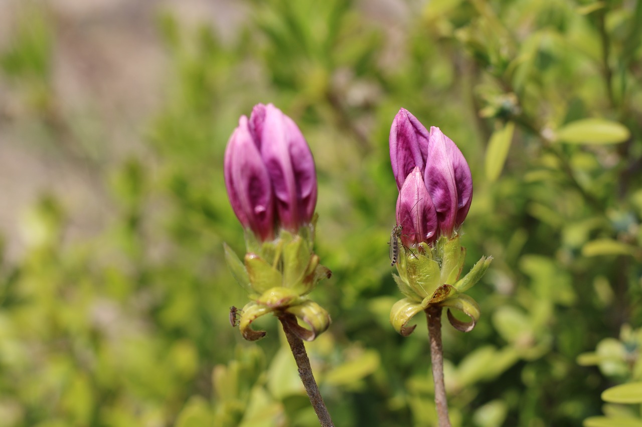 azalea azalea flowers spring free photo