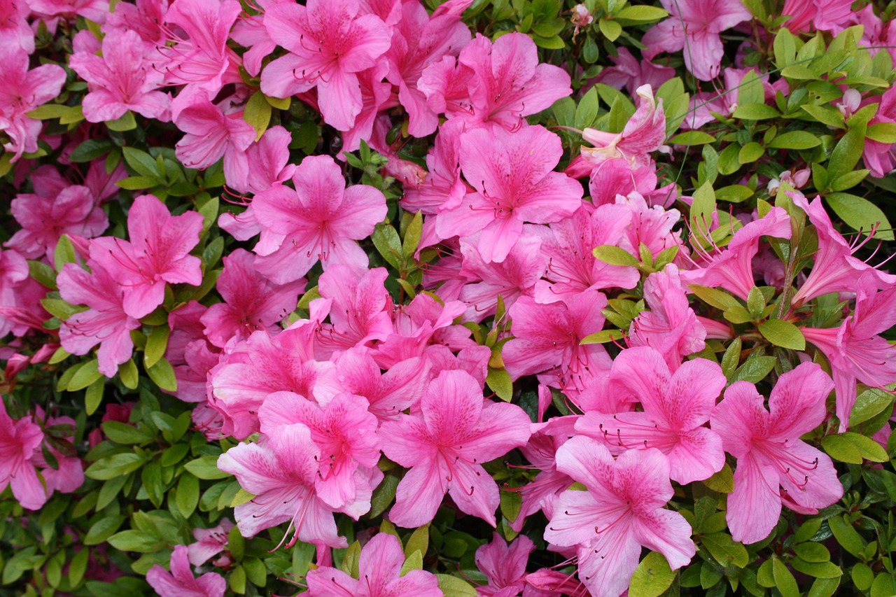 azalea pink flower free photo