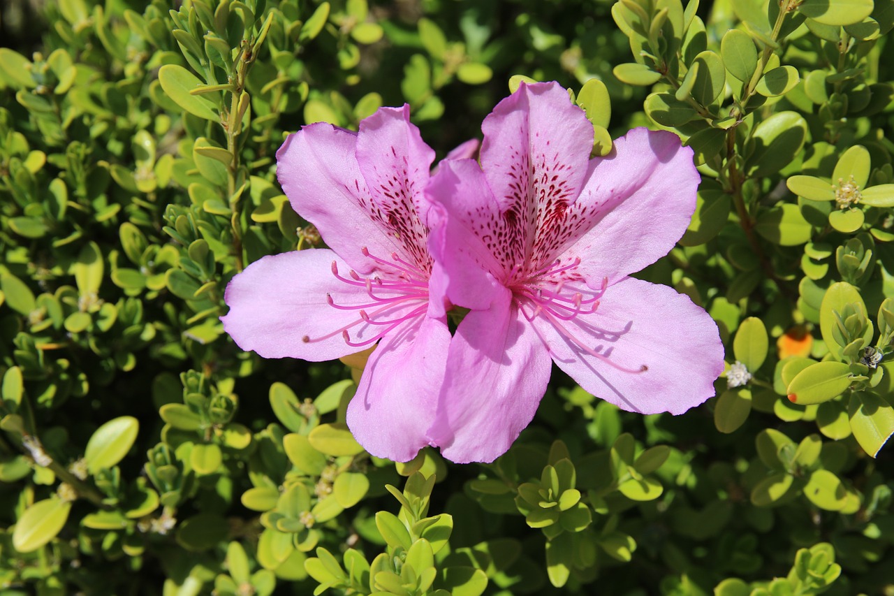 azalea azalea flowers spring free photo