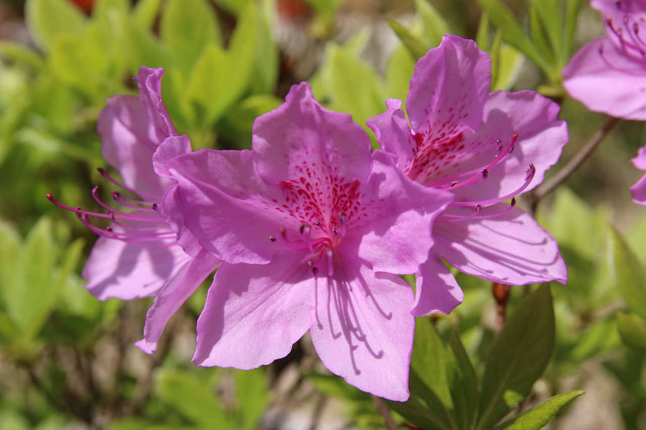 azalea azalea flowers spring free photo