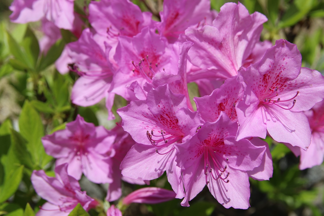 azalea azalea flowers spring free photo