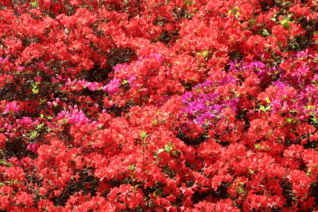 azalea spring azalea flowers free photo