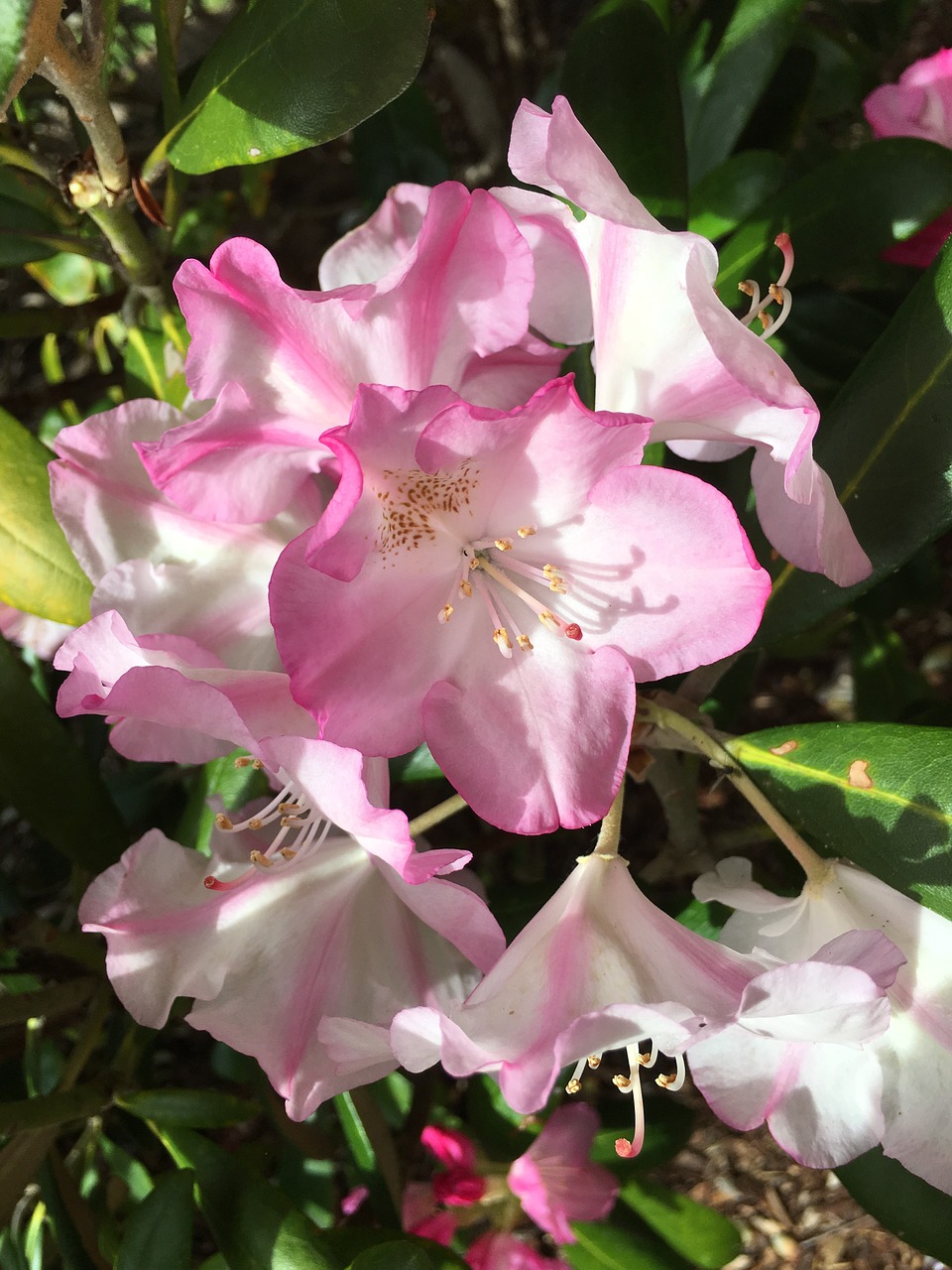 azalea pink flower white flower free photo