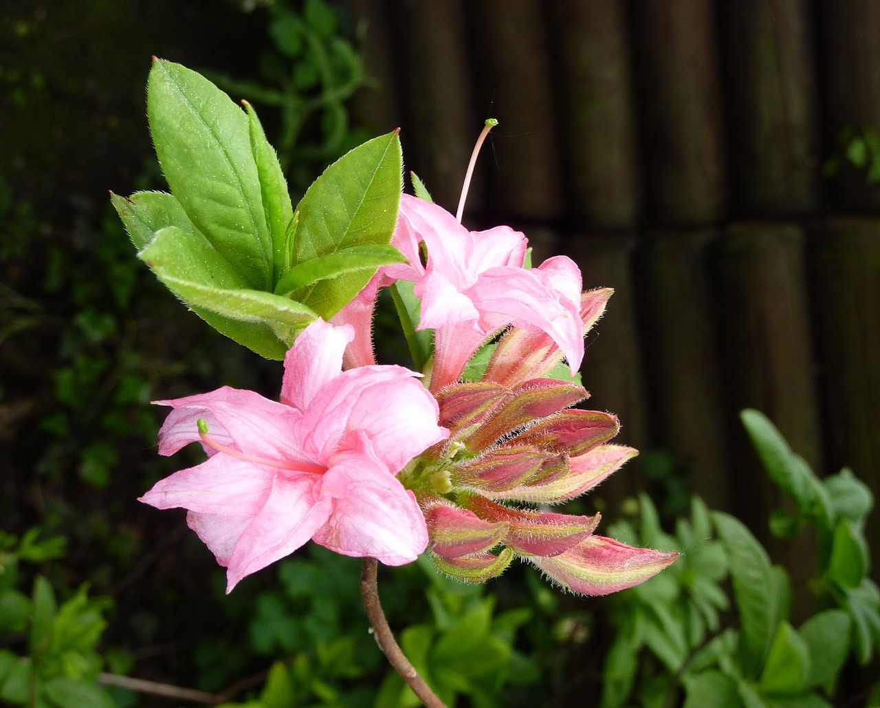 azalea pink blossom free photo