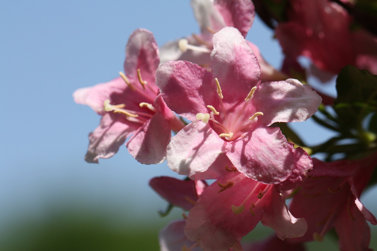 azalea pink pink flower free photo