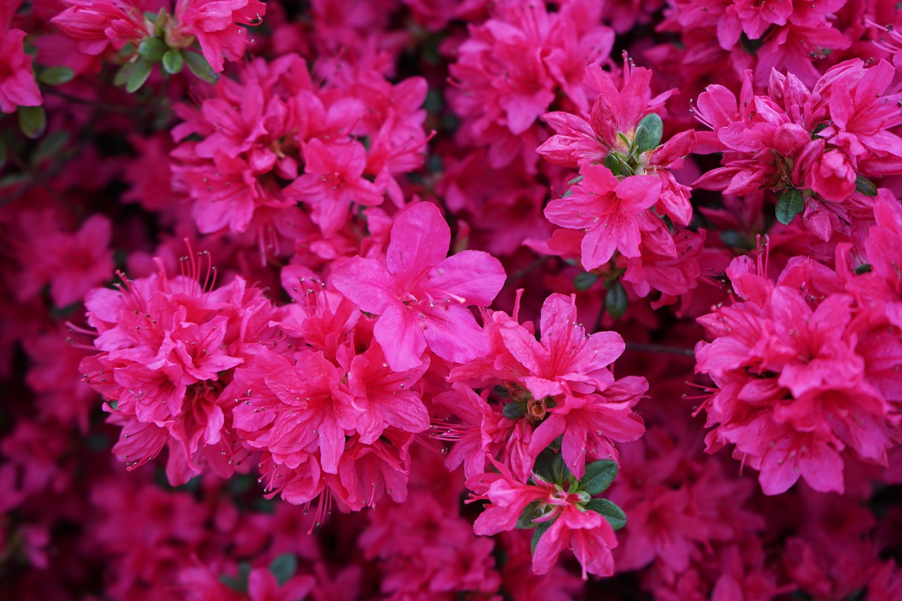 azalea spring flowers free photo