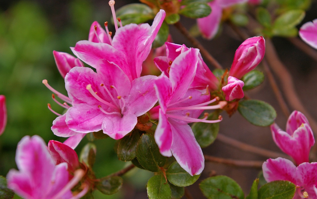 azalea garden ornamental shrub free photo