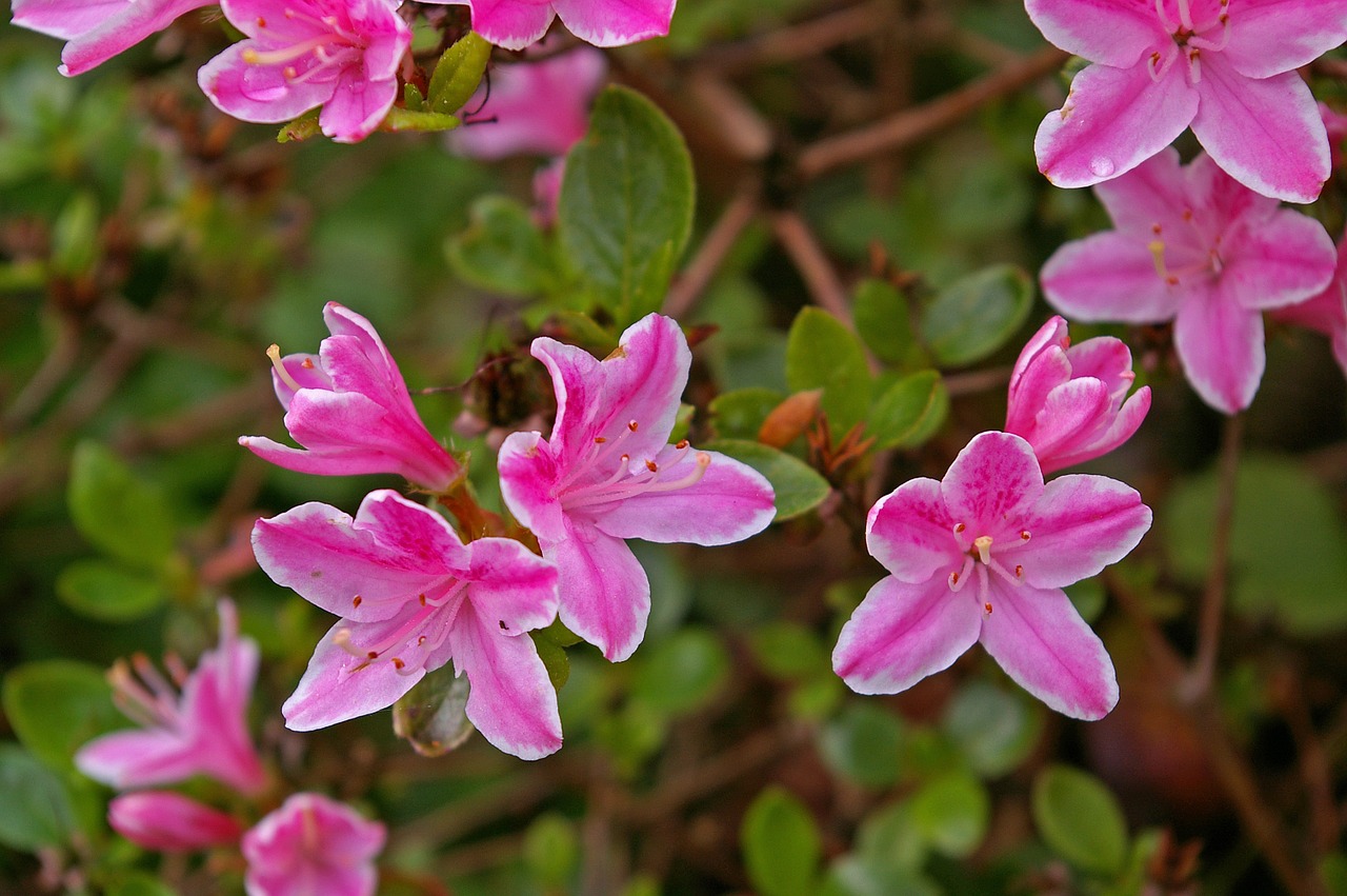 azalea garden ornamental shrub free photo