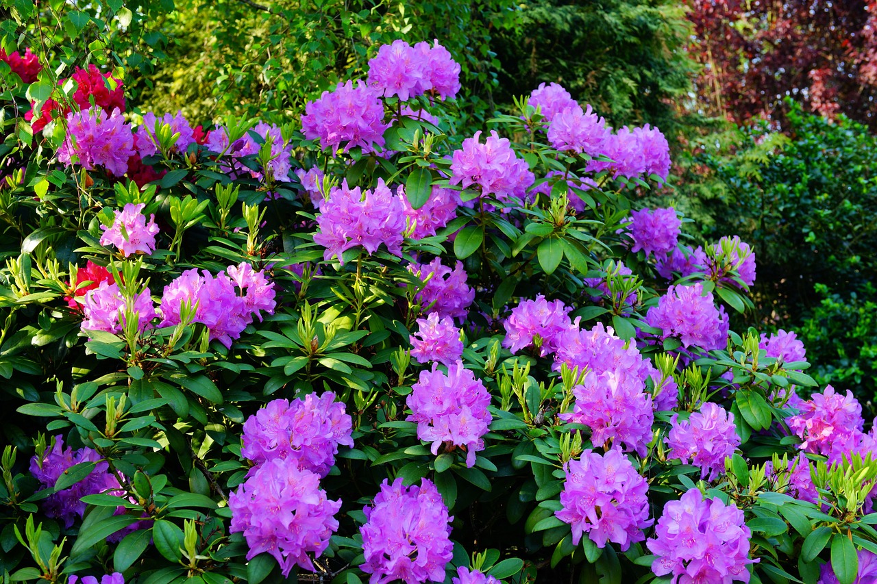 azalea rhododendron flowers free photo