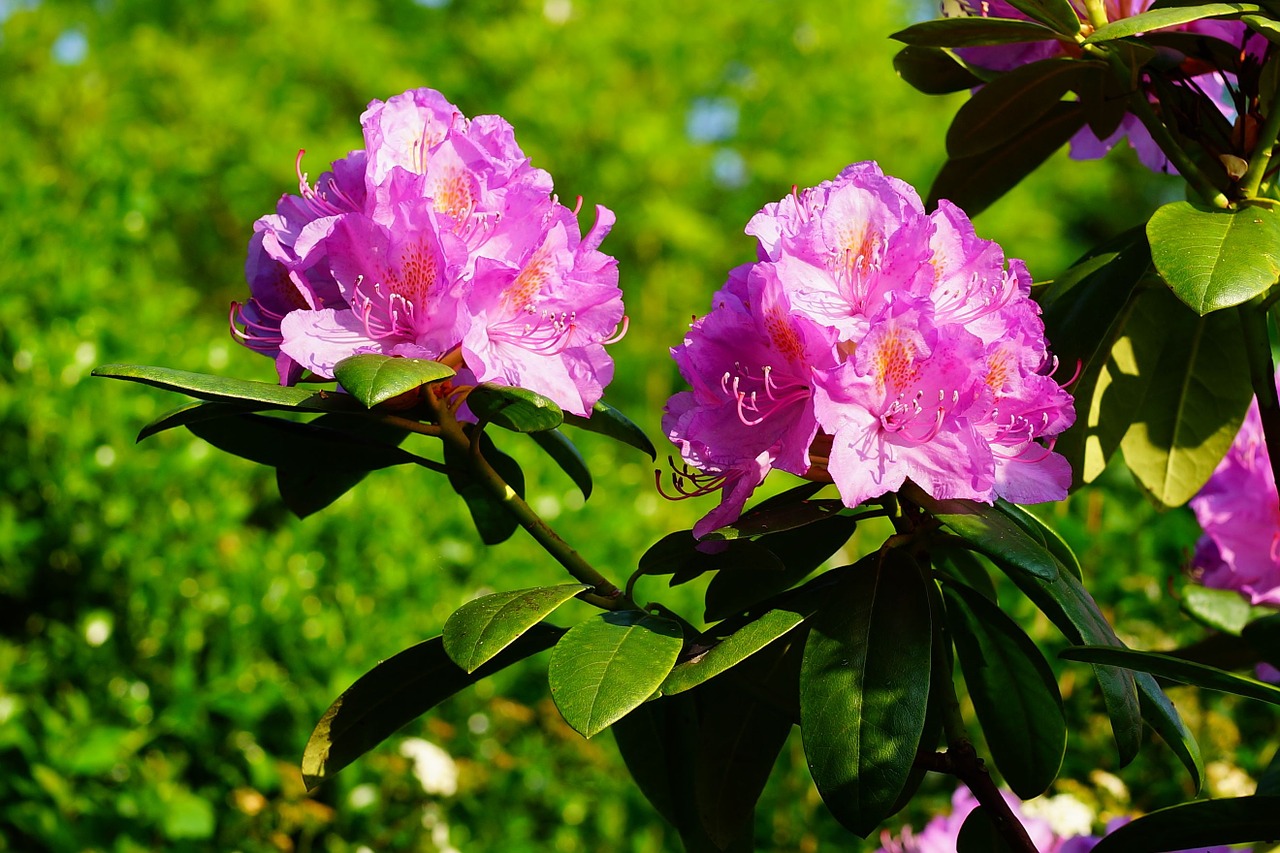 azalea rhododendron flowers free photo