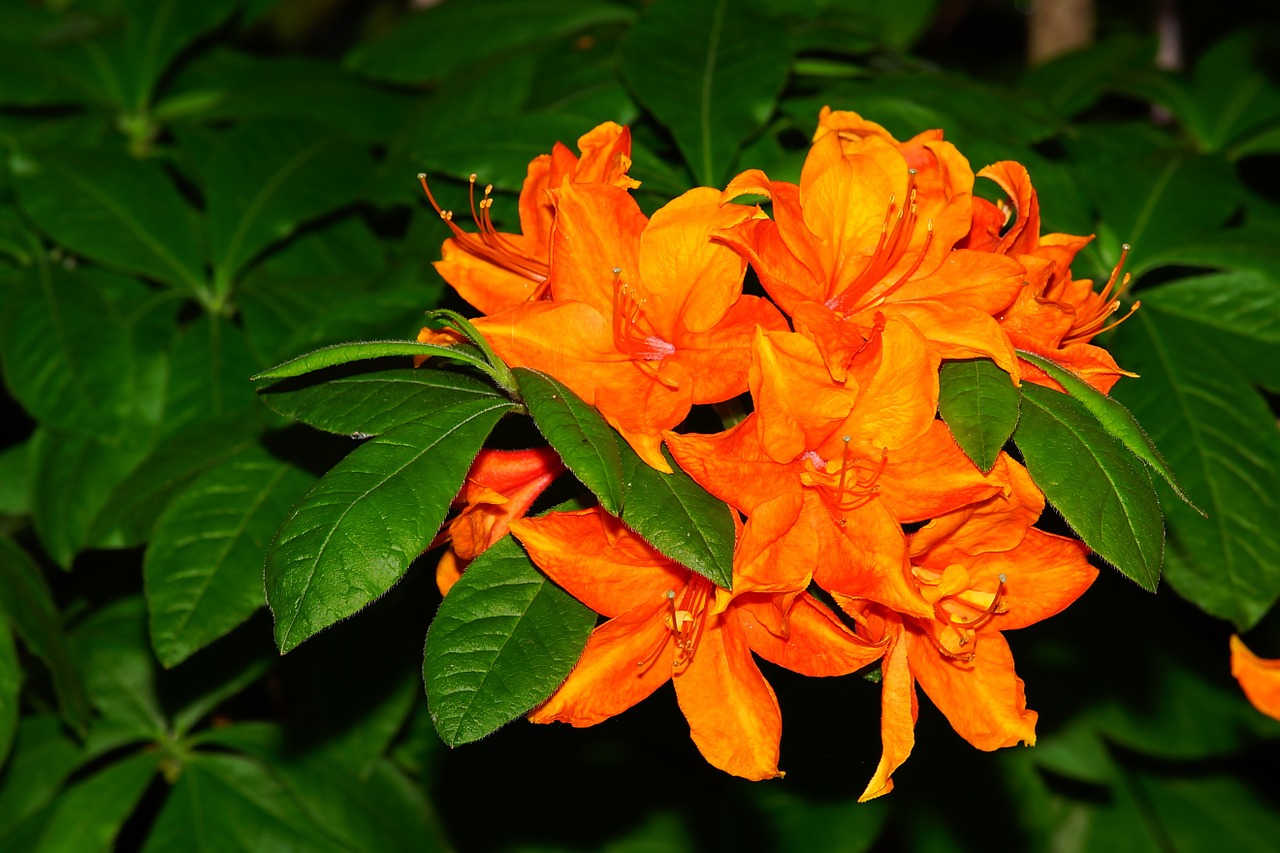 azalea rhododendron flowers free photo