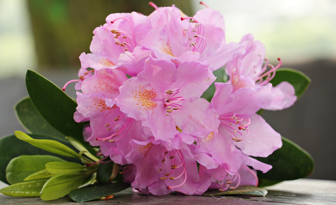 azalea flower flowers free photo