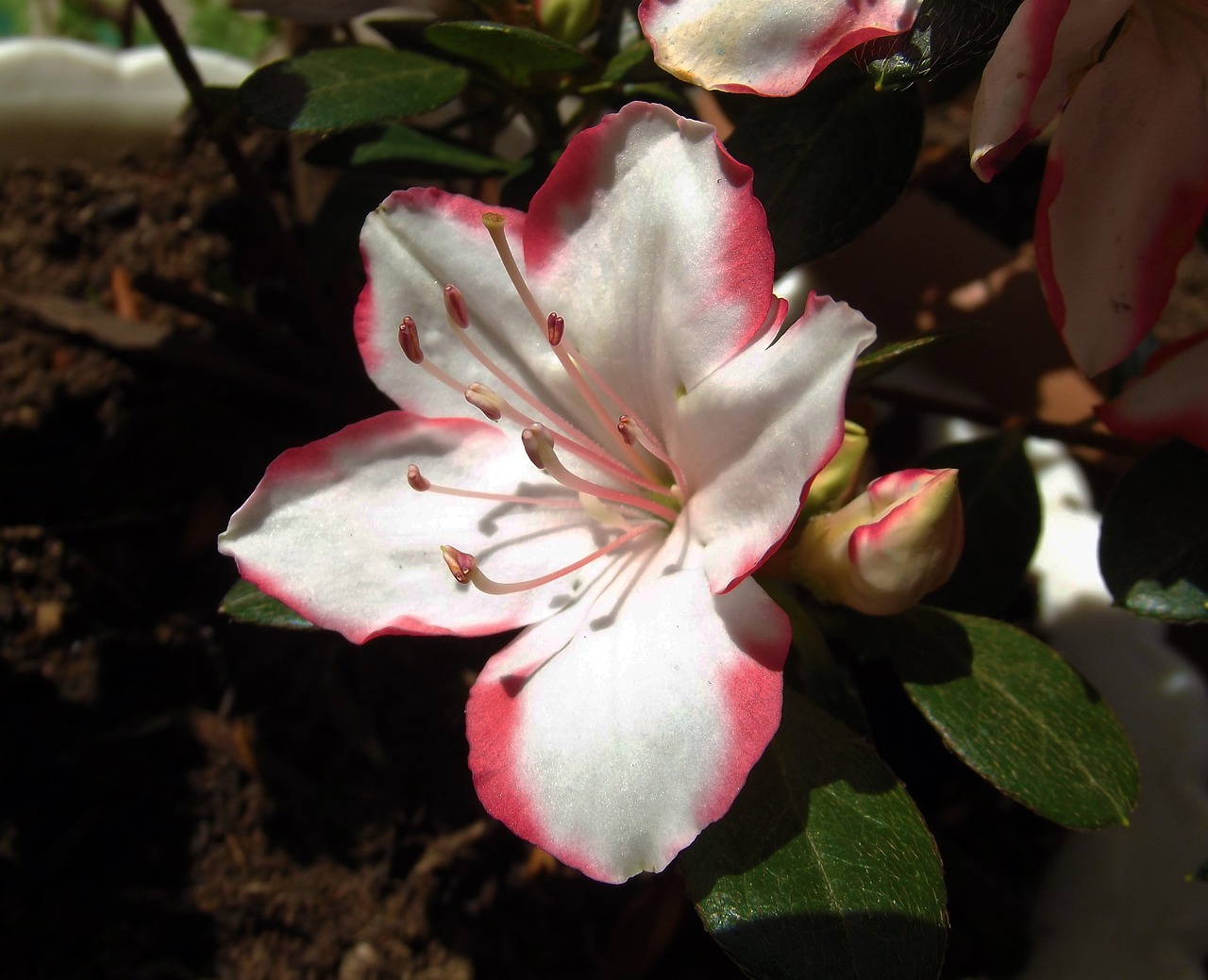 azalea flower macro free photo