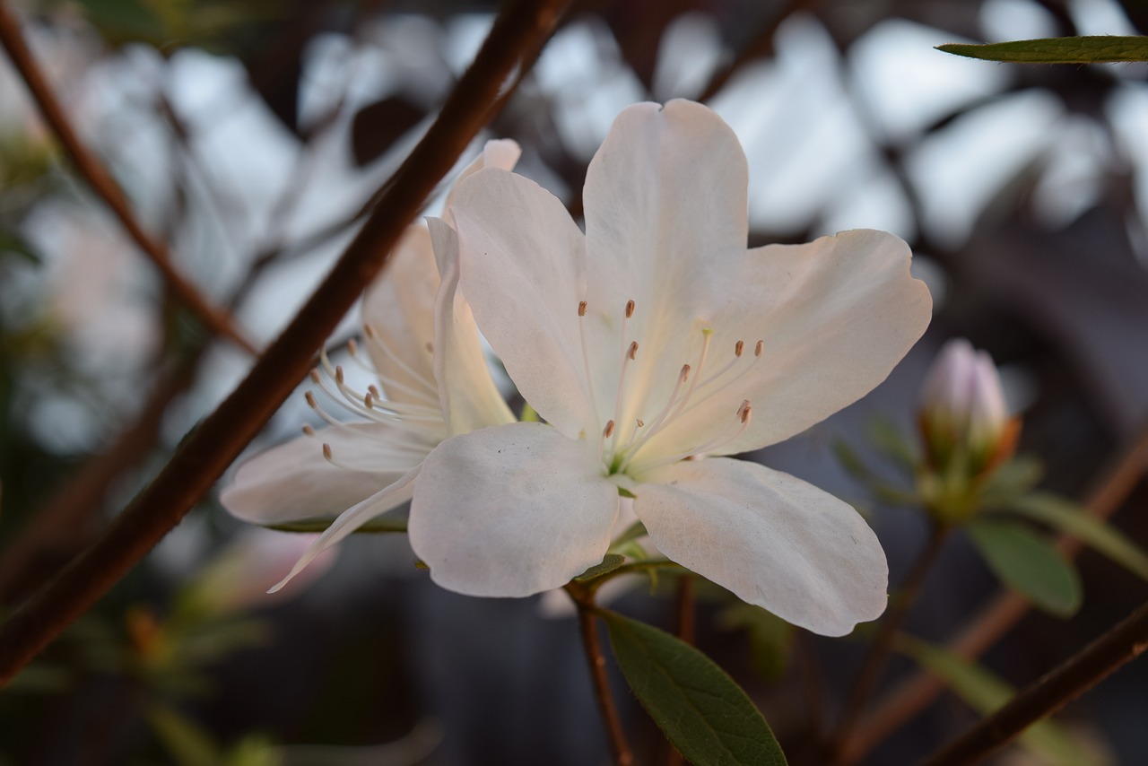 azalea white garden free photo