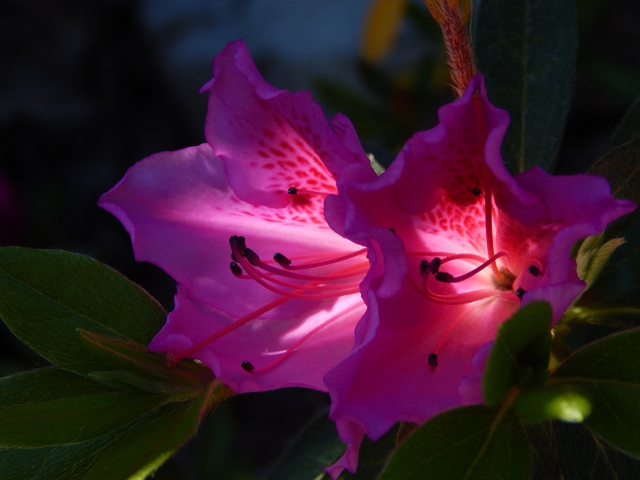 azalea flower garden free photo