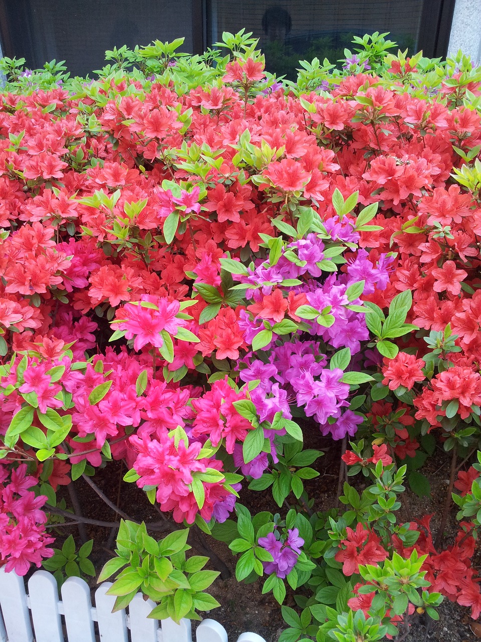 azalea flowers spring free photo