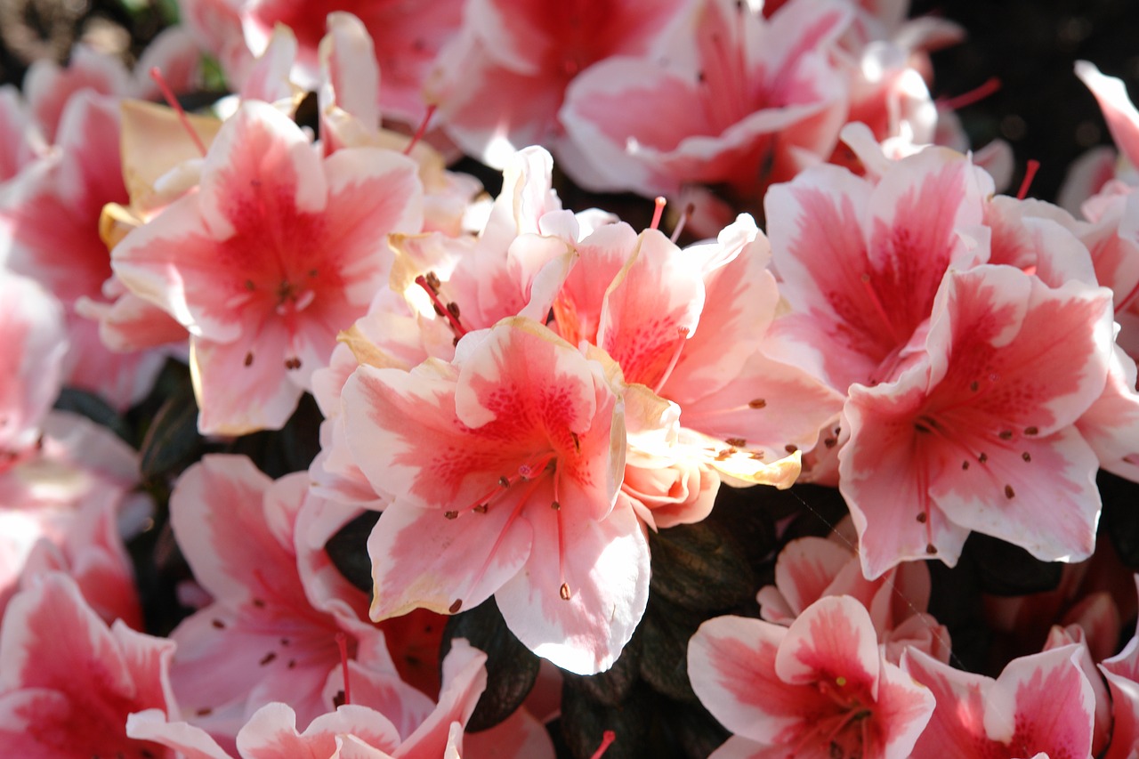 azalea flowers plant free photo