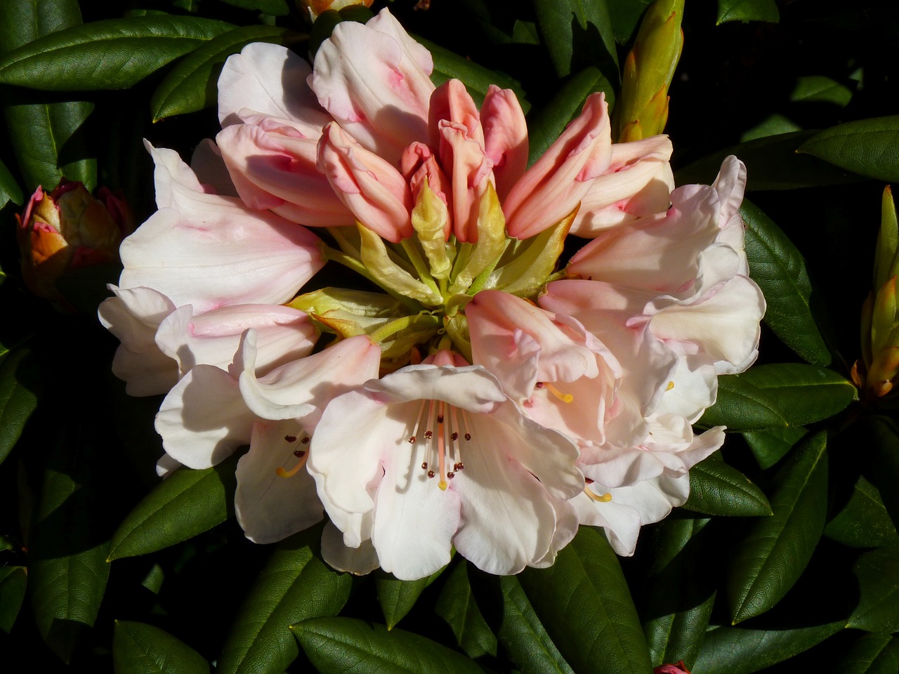 azalea pink blossom free photo