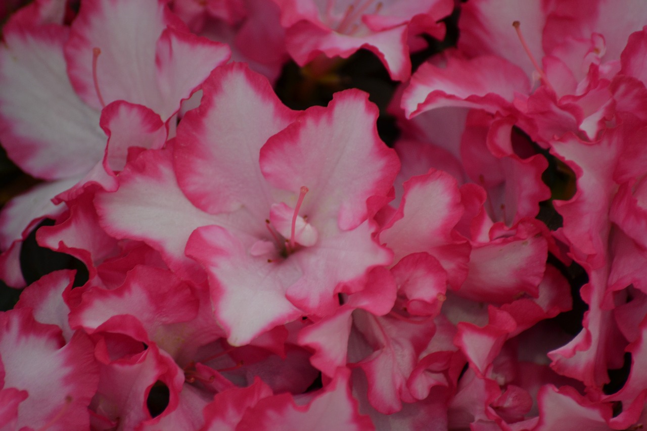 azalea spring pink free photo