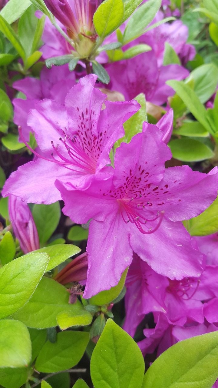 azalea flowers spring flowers free photo