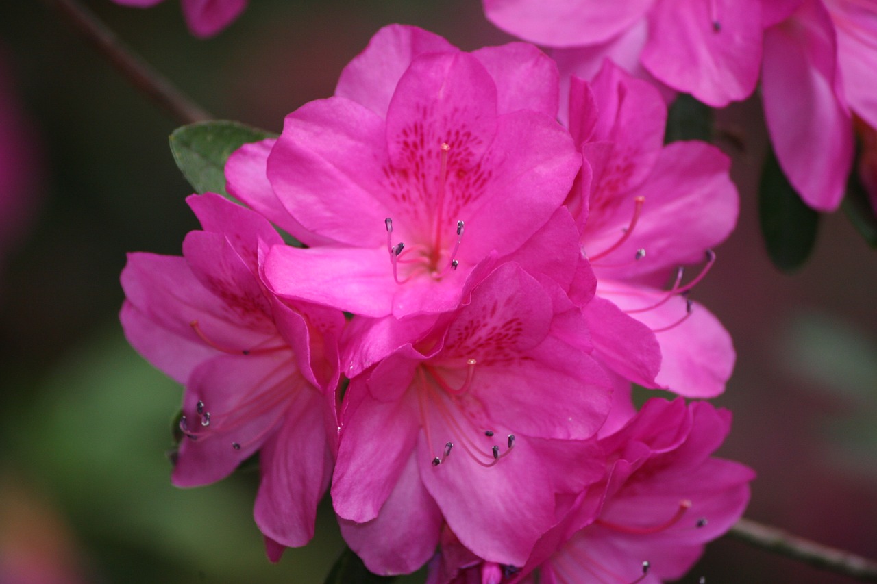 azalea pink bush free photo