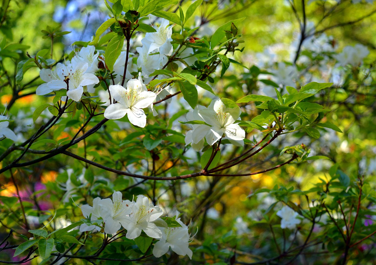 azalea rhododendron flowers free photo