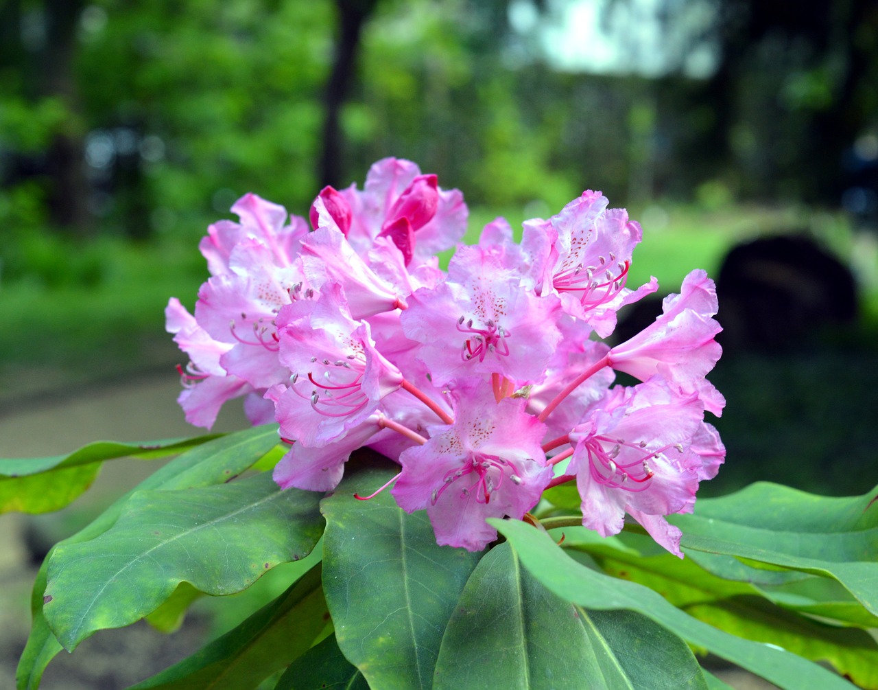 azalea rhododendron flowers free photo